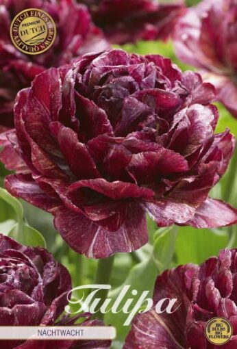 Burgundy Tulip Bulbs - Nachtwacht