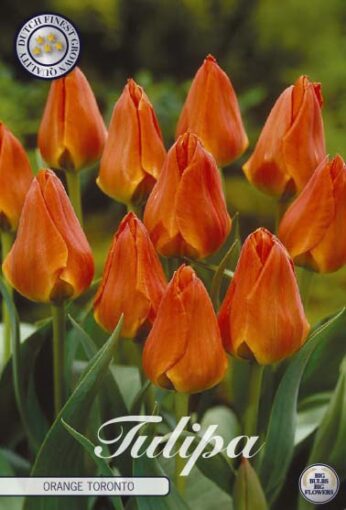 Orange Tulip Bulbs - Orange Toronto