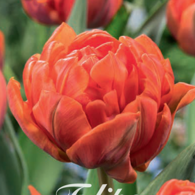 Orange Tulip Bulbs - Orca