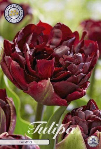 Burgundy Tulip Bulbs - Palmyra