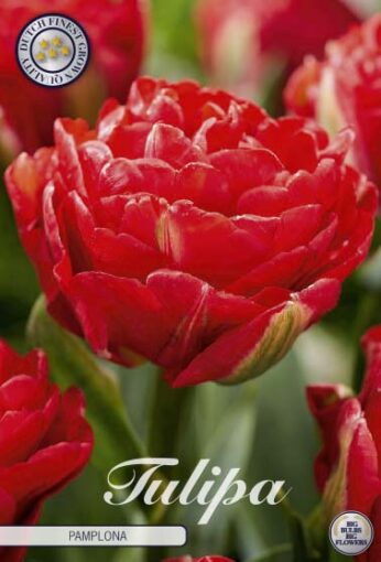 Red Tulip Bulbs - Pamplona