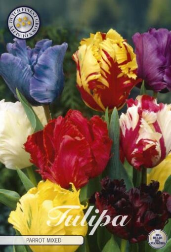 Mixed Tulip Bulbs - Parrot Mixed