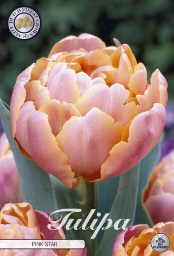 Pink Tulip Bulbs - Pink Star