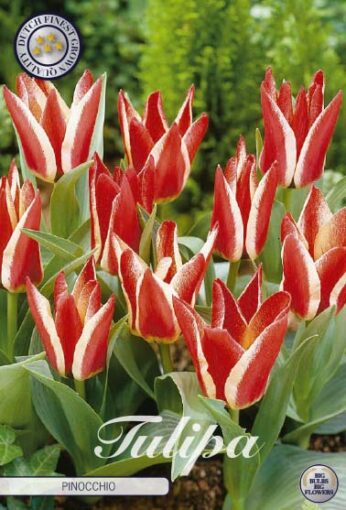 Red & White Tulip Bulbs - Pinocchio