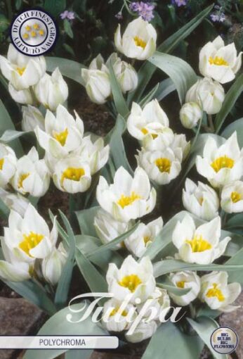 White & Yellow Tulip Bulbs - Polychroma