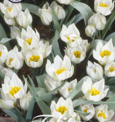 White & Yellow Tulip Bulbs - Polychroma