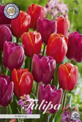 Pink & Red Tulip Bulbs - Powerful