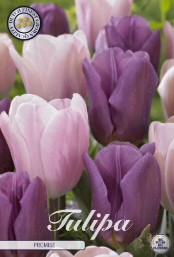 Pink & Purple Tulip Bulbs - Promise