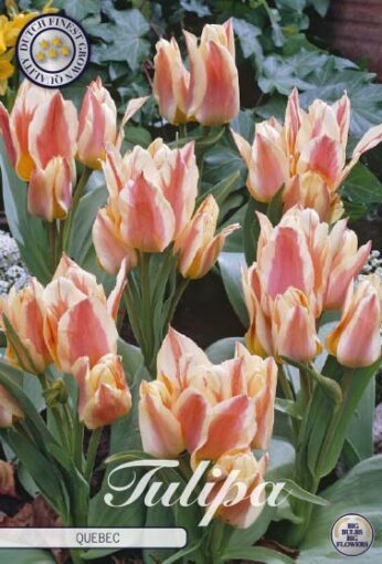Peach & White Tulip Bulbs - Quebec