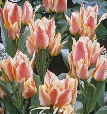 Peach & White Tulip Bulbs - Quebec