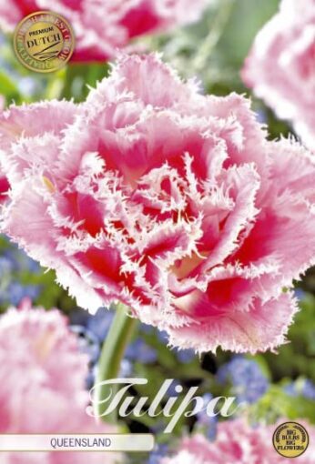 Pink & White Tulip Bulbs - Queensland