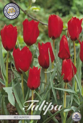 Red Tulip Bulbs - Red Hunter