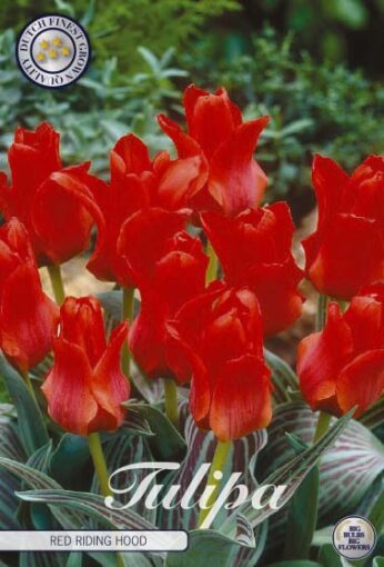 Red Tulip Bulbs - Red Riding Hood