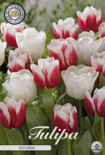 Red & White Tulip Bulbs - Red Snow