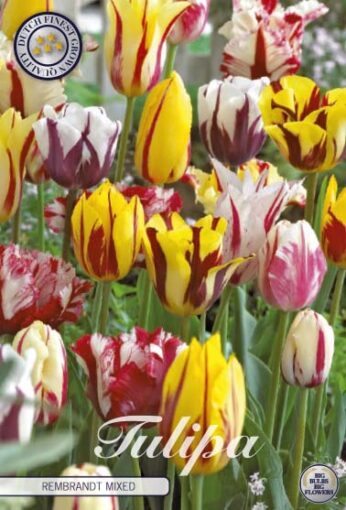 Mixed Tulip Bulbs - Rembrandt Mixed