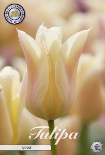 Pink & White Tulip Bulbs - Sanne