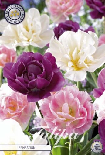 Pink, Purple & White Tulip Bulbs - Sensation
