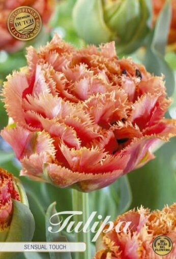 Pink & Orange Tulip Bulbs - Sensual Touch