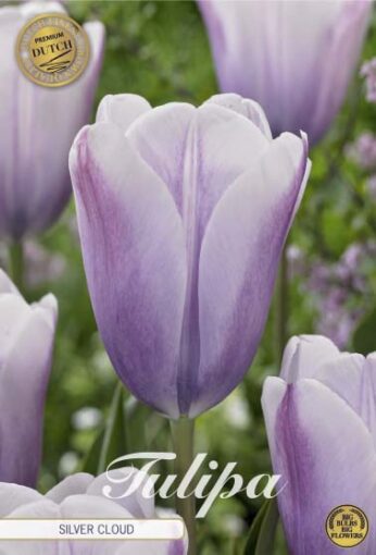 Purple Tulip Bulbs - Silver Cloud