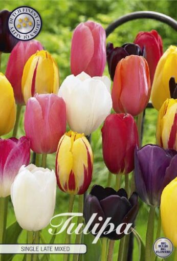Mixed Tulip Bulbs - Single Late Mixed