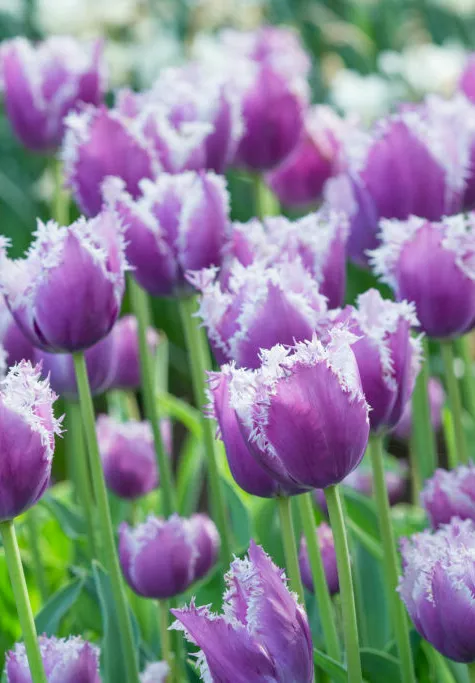 Purple Tulip Bulbs - Cummins - Image 2
