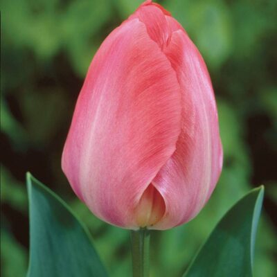 Pink Tulip Bulbs - Van Eijk