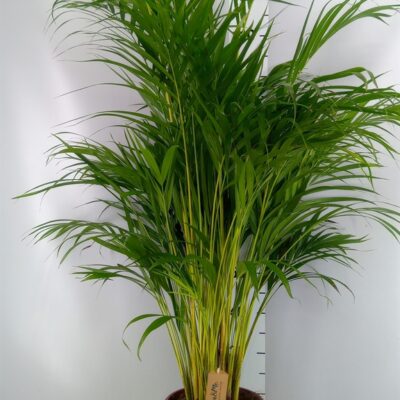 AYC ARECA PALMS