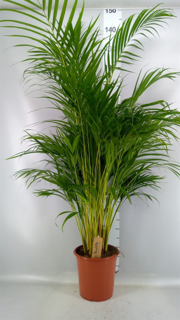 AYC ARECA PALMS